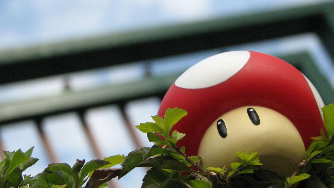 1280x720 Mushroom High Definition Wallpaper 16801