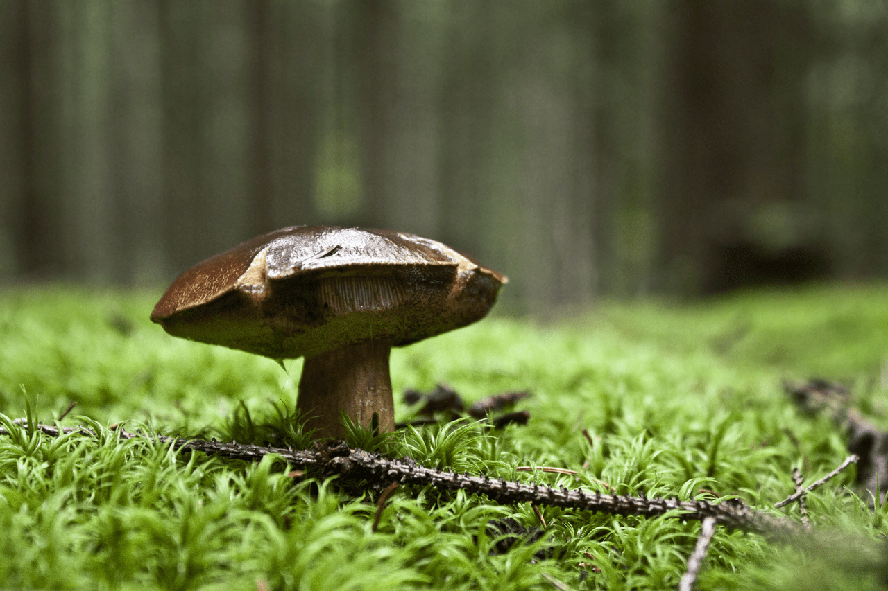 1280x853 Free download mushroom wallpaper