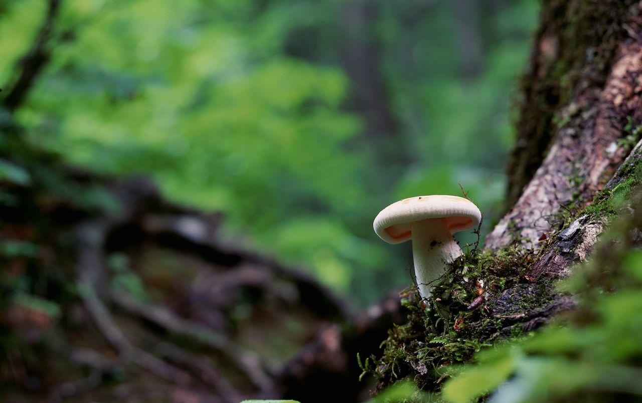 Cute Mushroom Wallpapers - Top Free Cute Mushroom Backgrounds