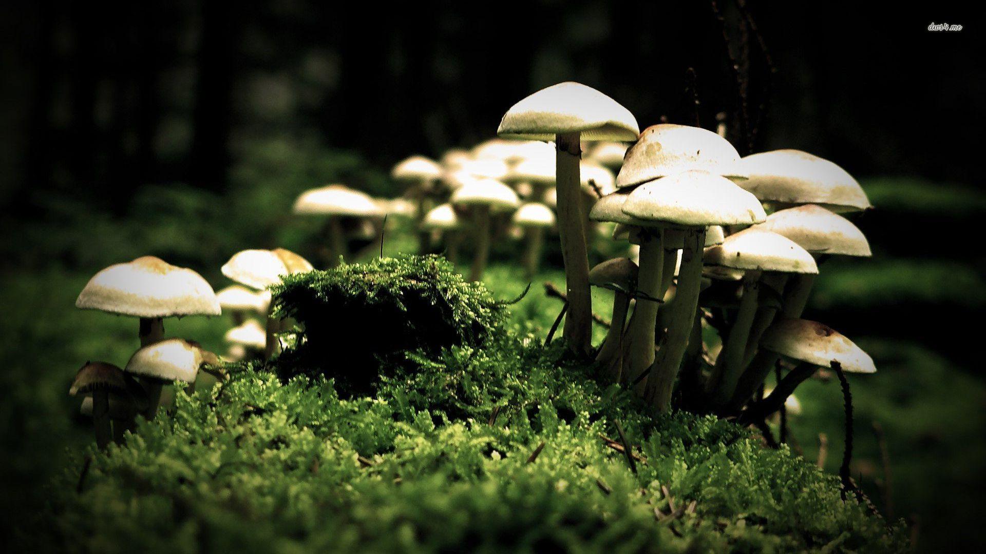 1920x1080 Mushroom Wallpaper (30 Wallpaper)
