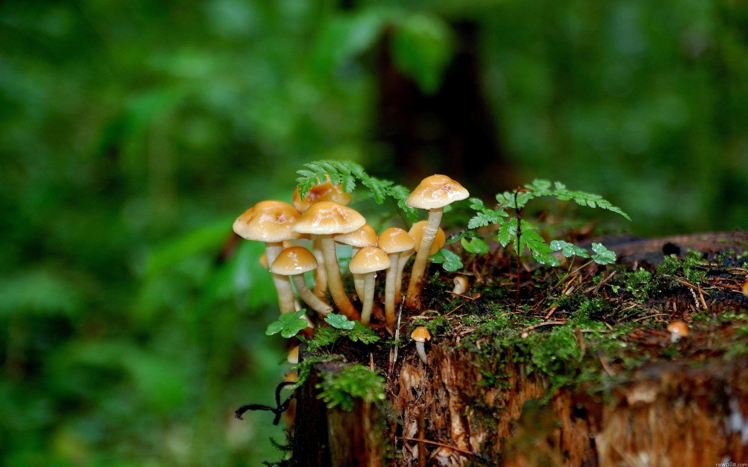 2560x1600 3D Mushroom Wallpaper