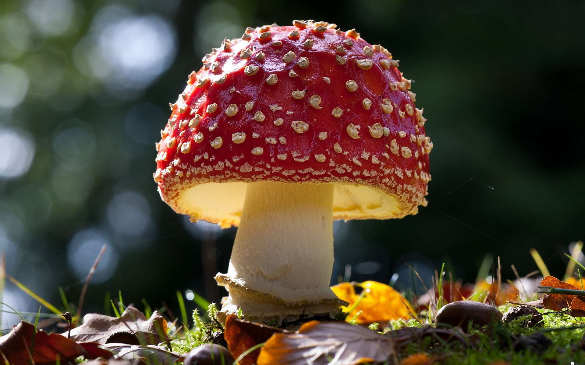1920x1200 Mushroom Wallpaper