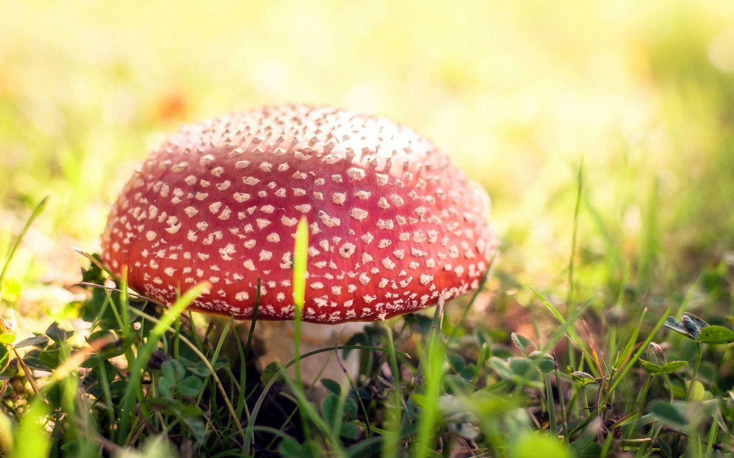 1440x900 Cute Nature Mushroom Macro Desktop Wallpaper HD