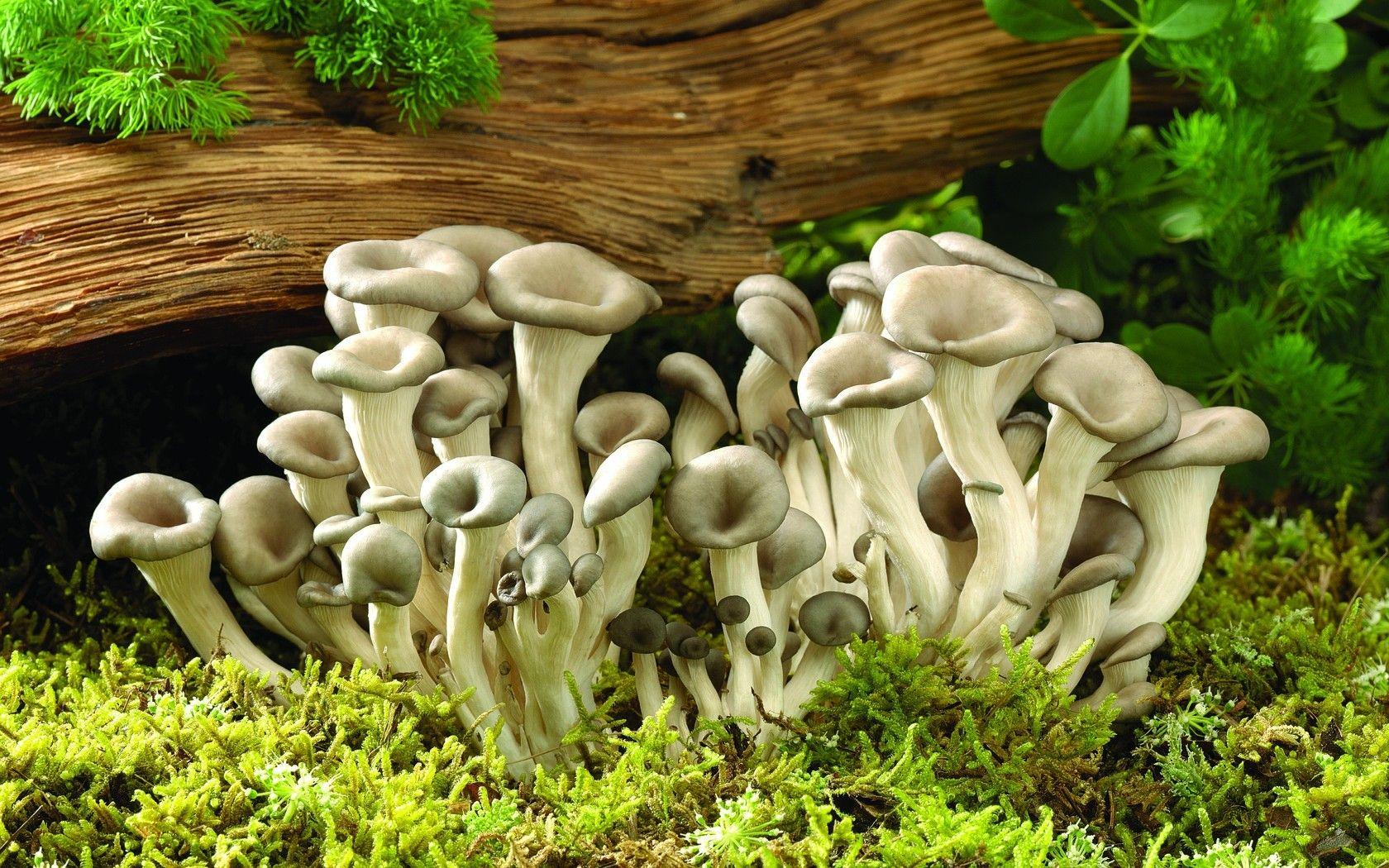 1680x1050 Hd Resolution Mushroom Hd, HD Wallpaper