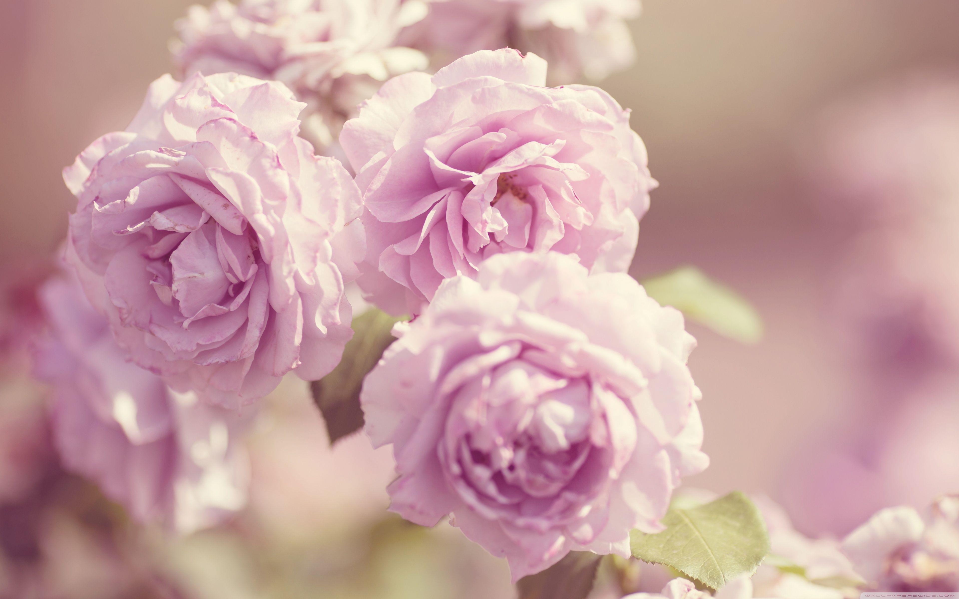 Pink Roses Vintage Wallpapers - Top Free Pink Roses Vintage Backgrounds