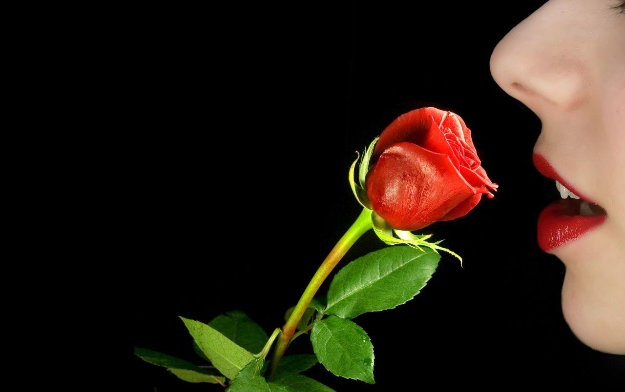 1280x804 Beautiful Rose wallpaper. Beautiful Rose