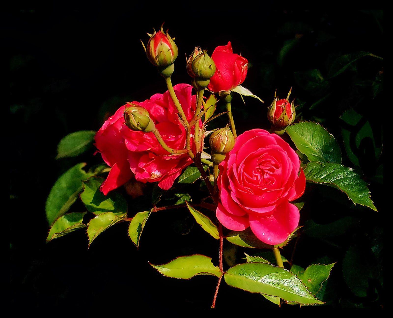 1600x1297 KNJ154: Red Rose Wallpaper 1600x1297 px Download