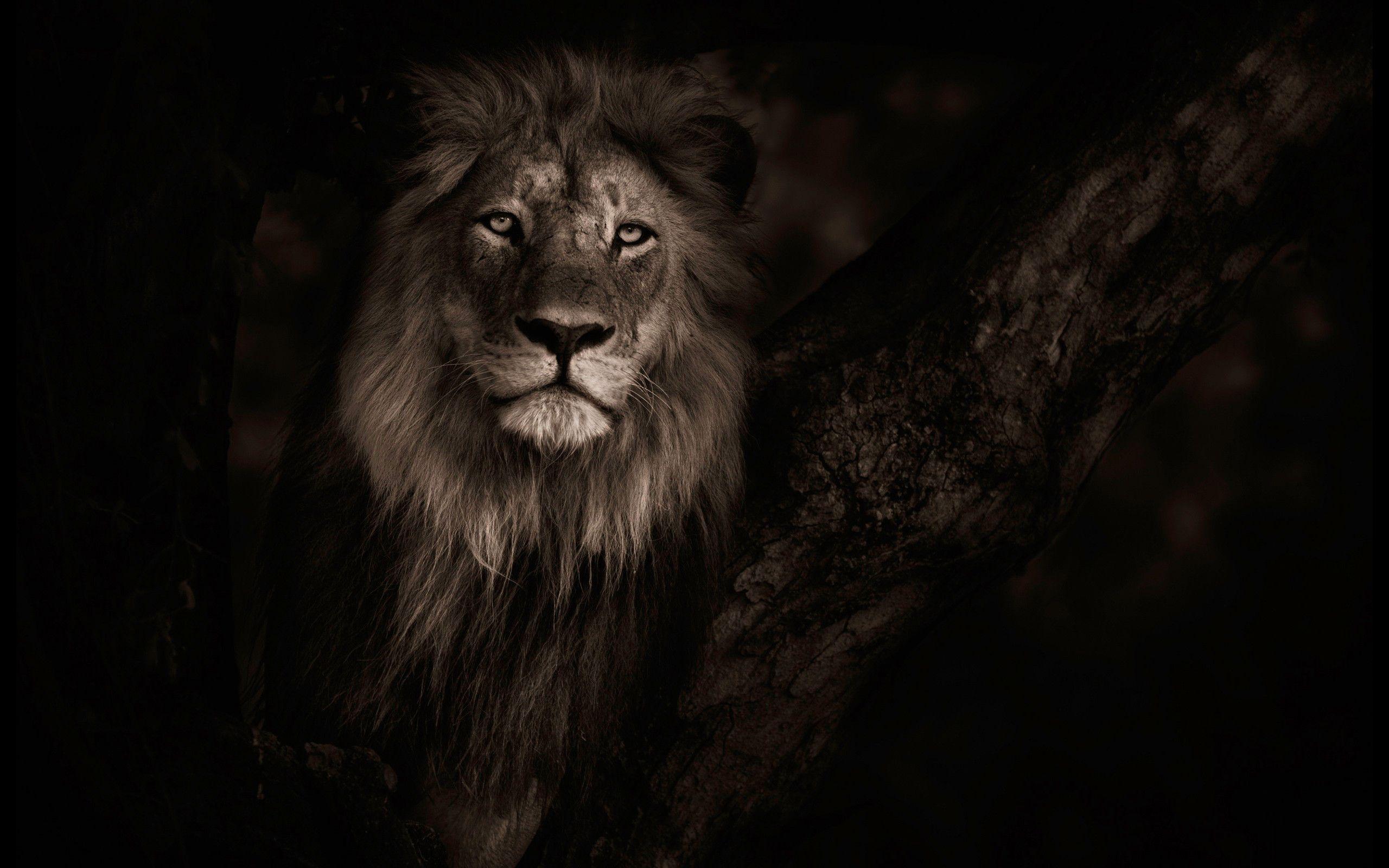 2560x1600 Lion Wallpaper HD background picture