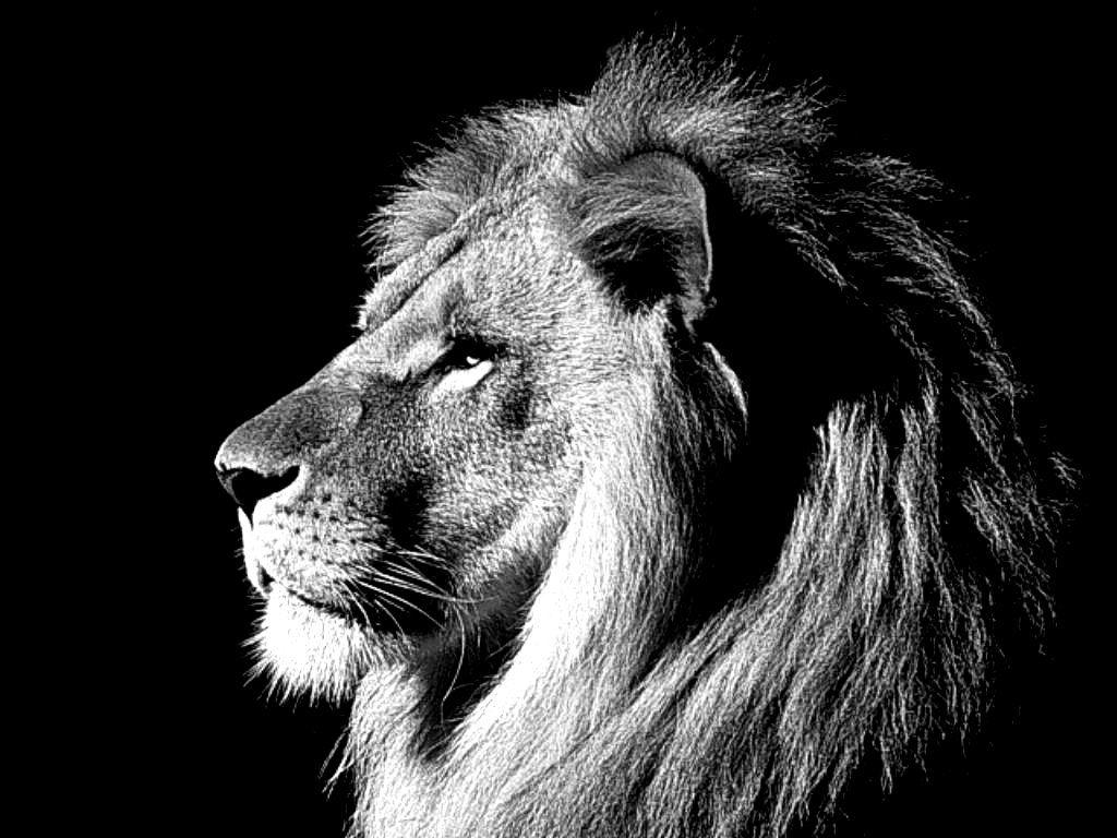 1024x768 Black Lion HD Wallpaper