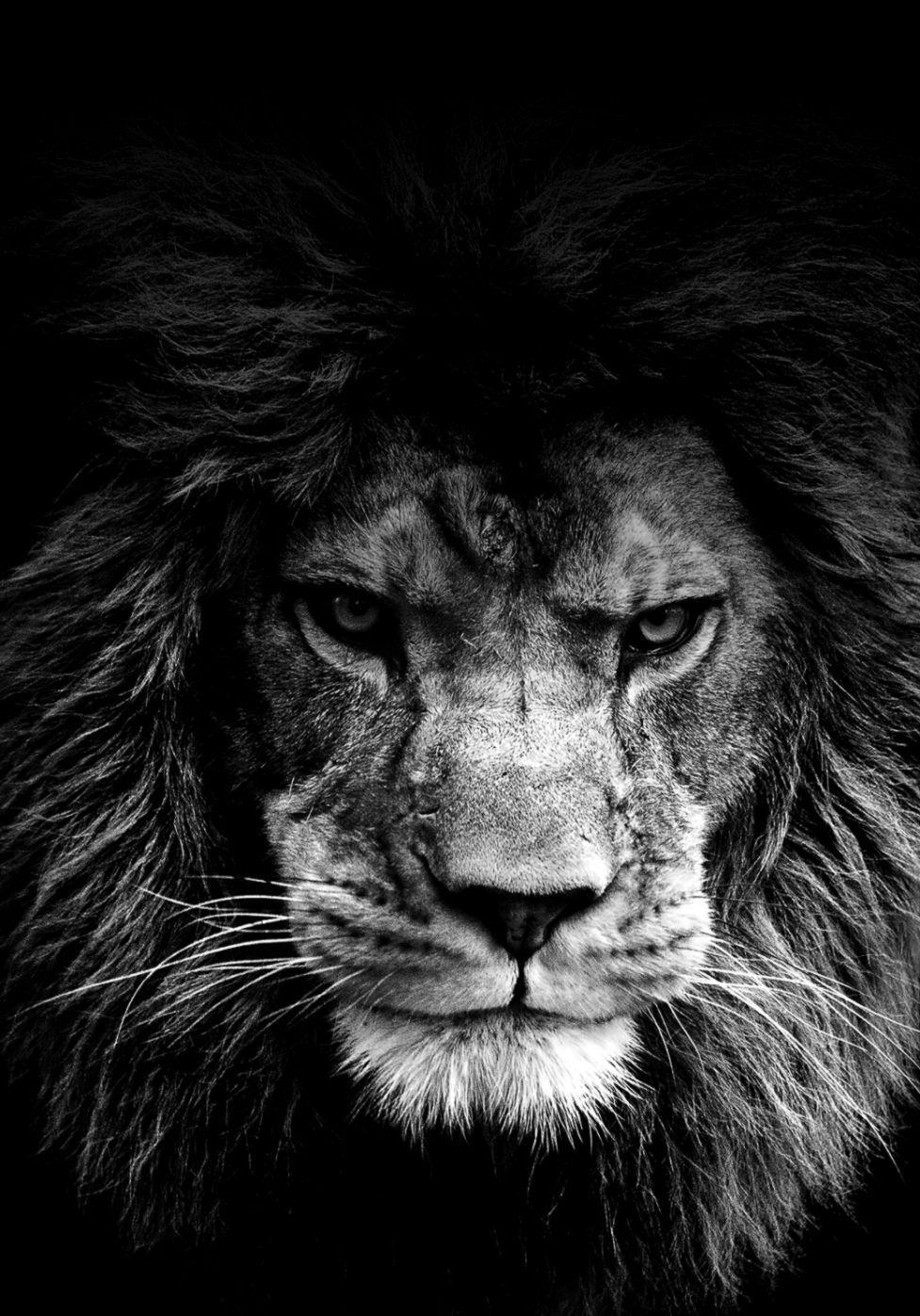 977x1397 Lion iPhone 5 Wallpaper