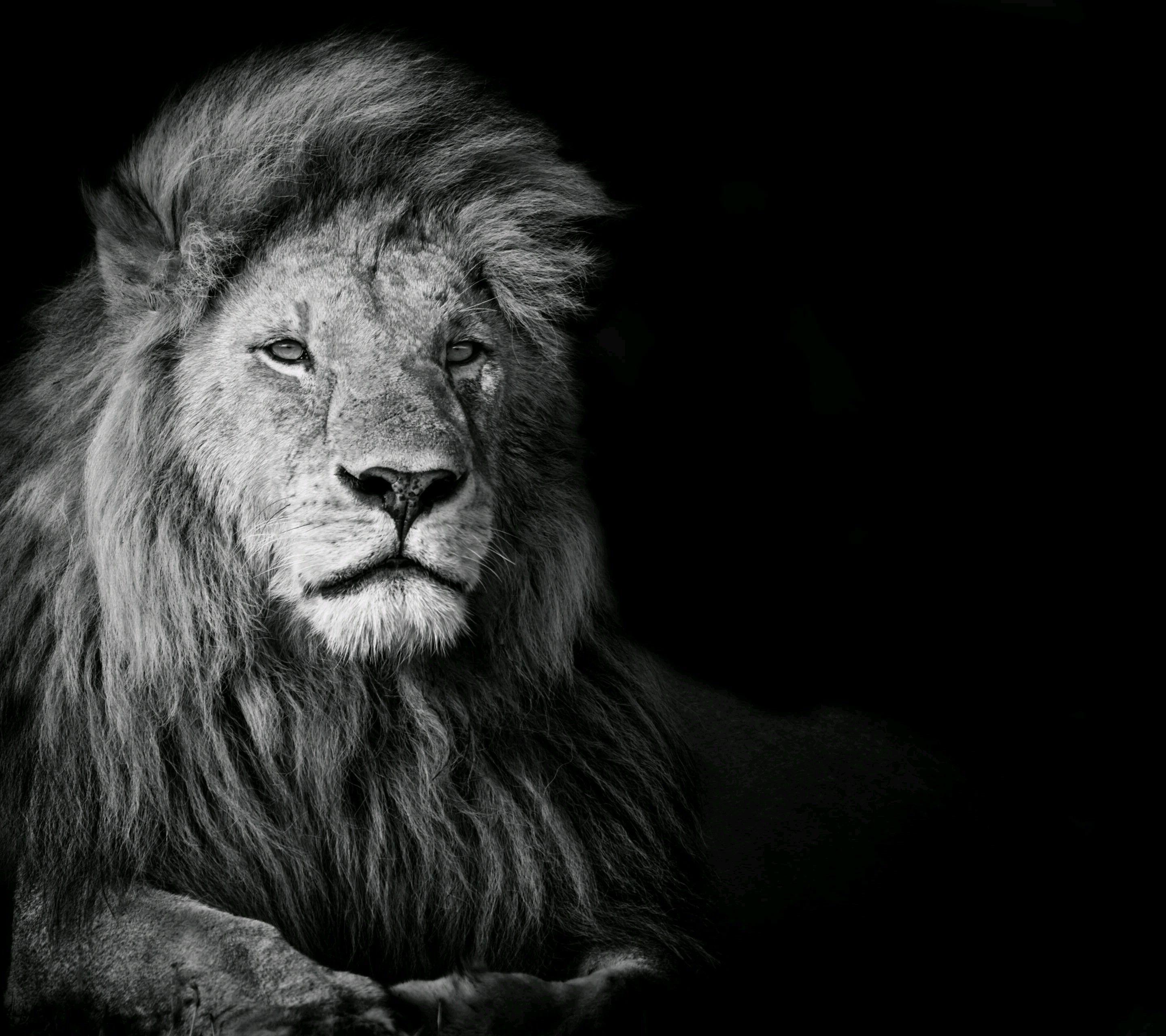 2880x2560 Lion Black And White Background 1920x1080