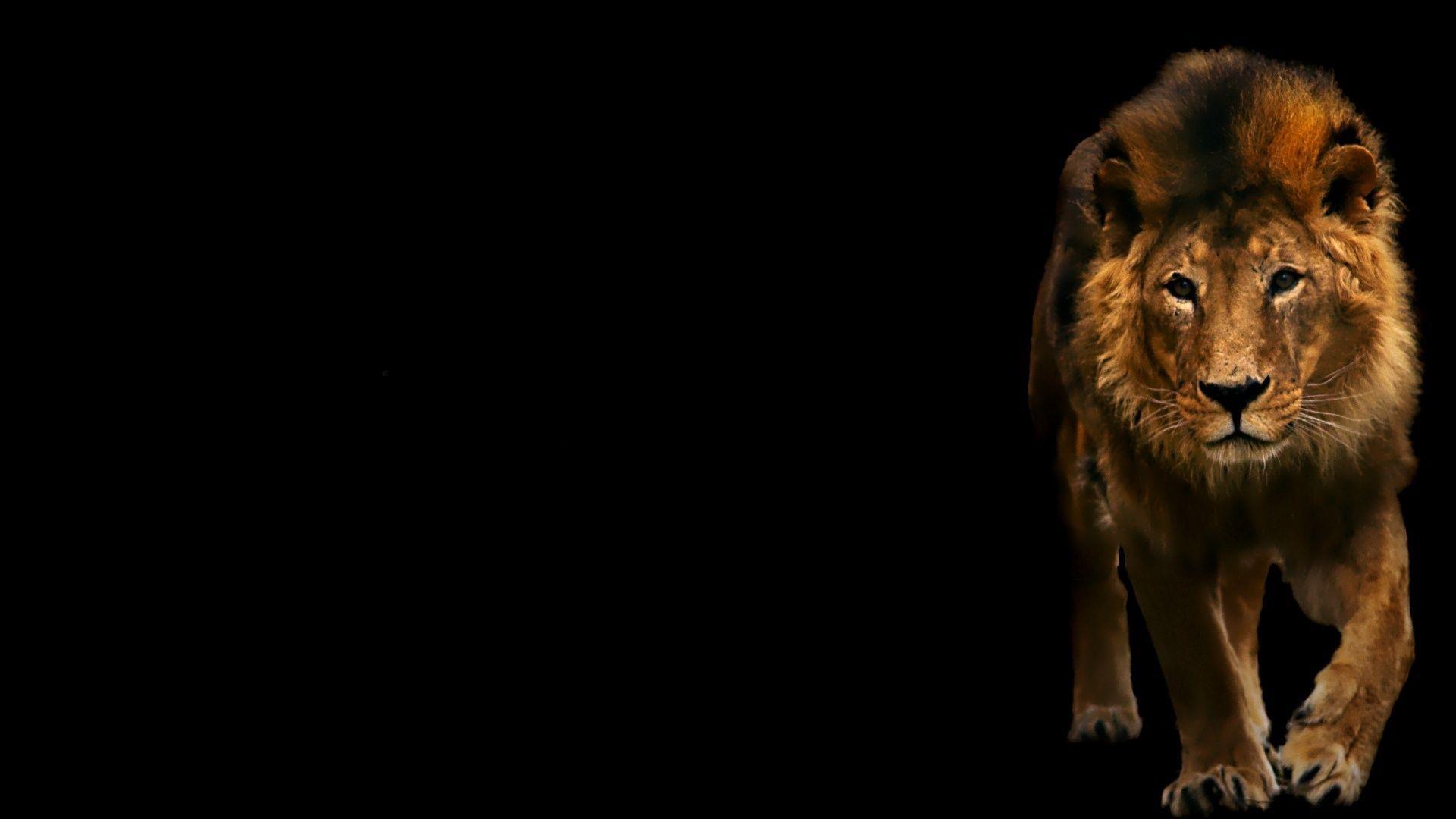 Lion Black Wallpapers - Top Free Lion Black Backgrounds - WallpaperAccess