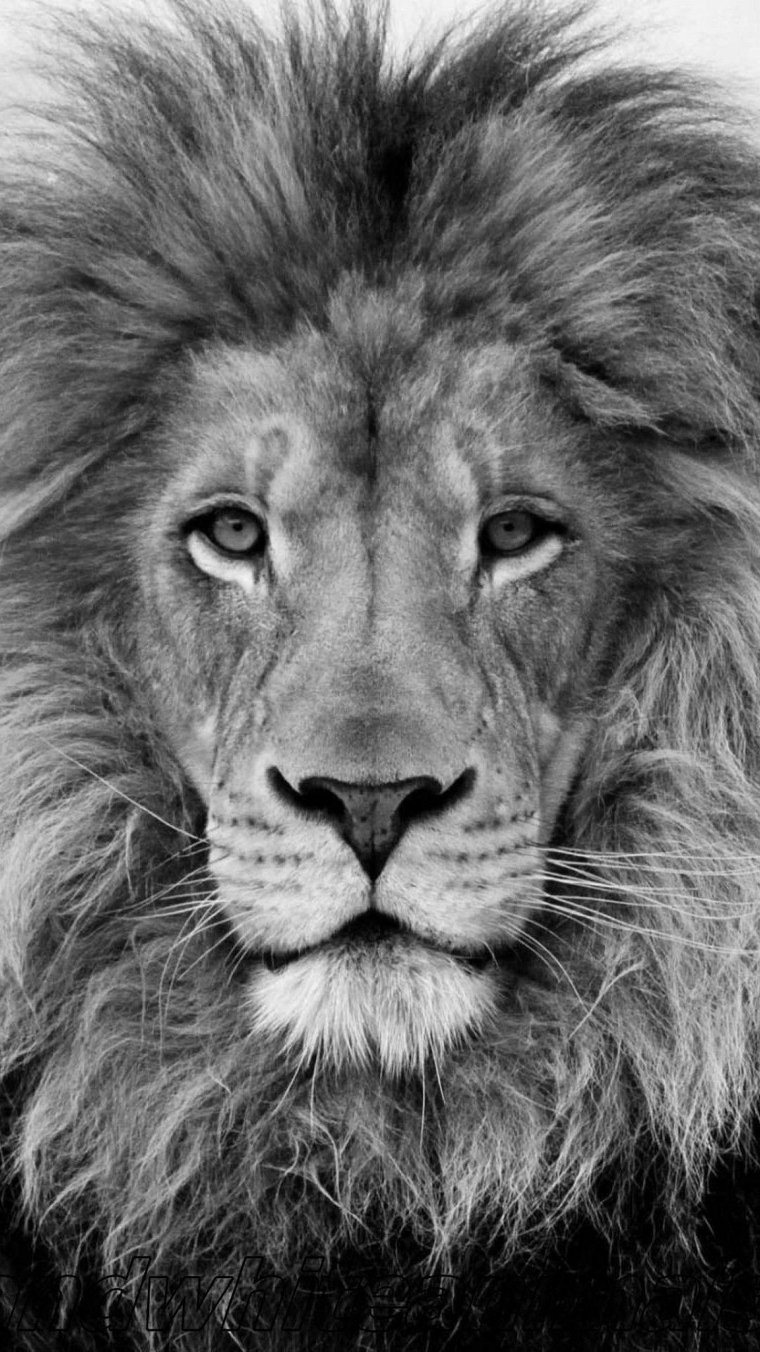 1080x1920 Lion iPhone Wallpaper On Wallpaperplay