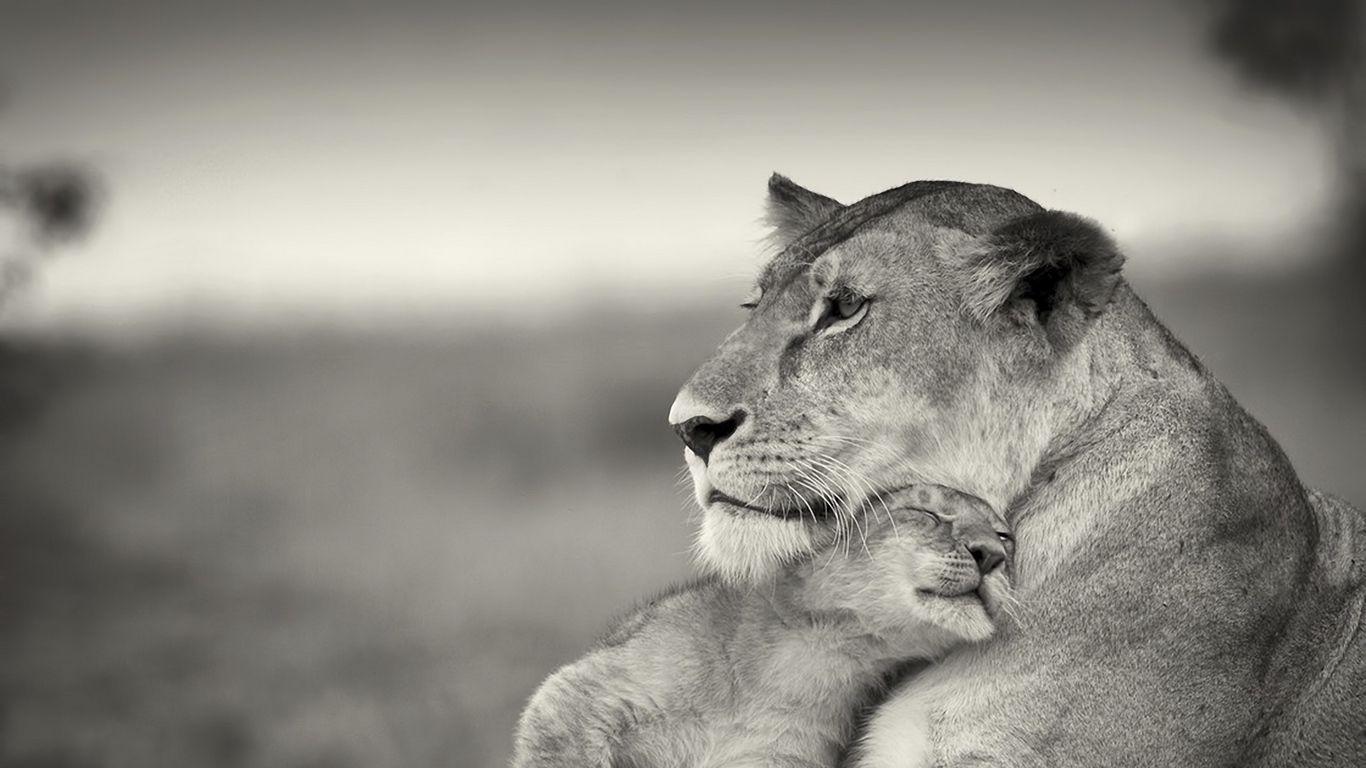 1366x768 Download wallpaper 1366x768 lion, couple, wool, cub, black