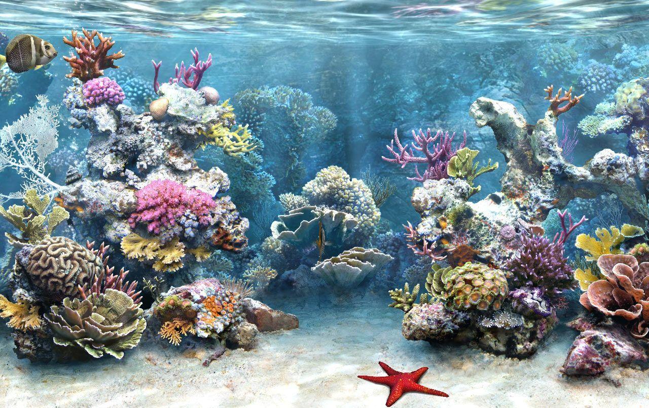 Saltwater Aquarium Wallpapers - Top Free Saltwater Aquarium Backgrounds