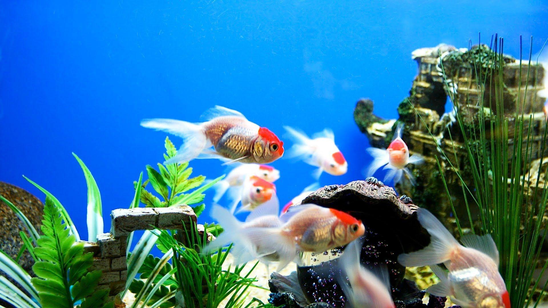 1920x1080 Aquarium HD Wallpaper