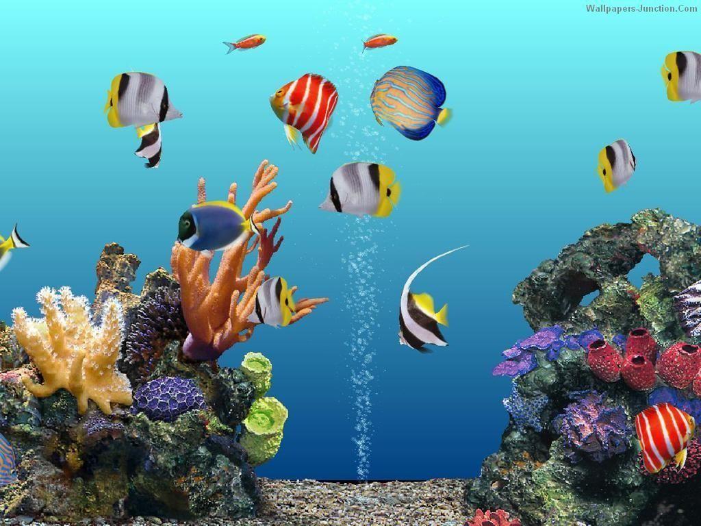 1024x768 Live Aquarium Wallpaper