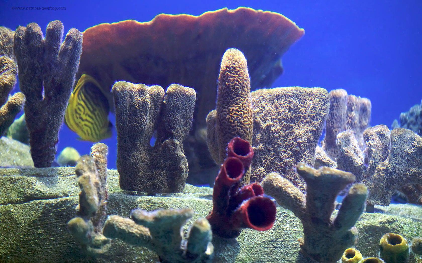 1680x1050 Free Fish Tank Wallpaper