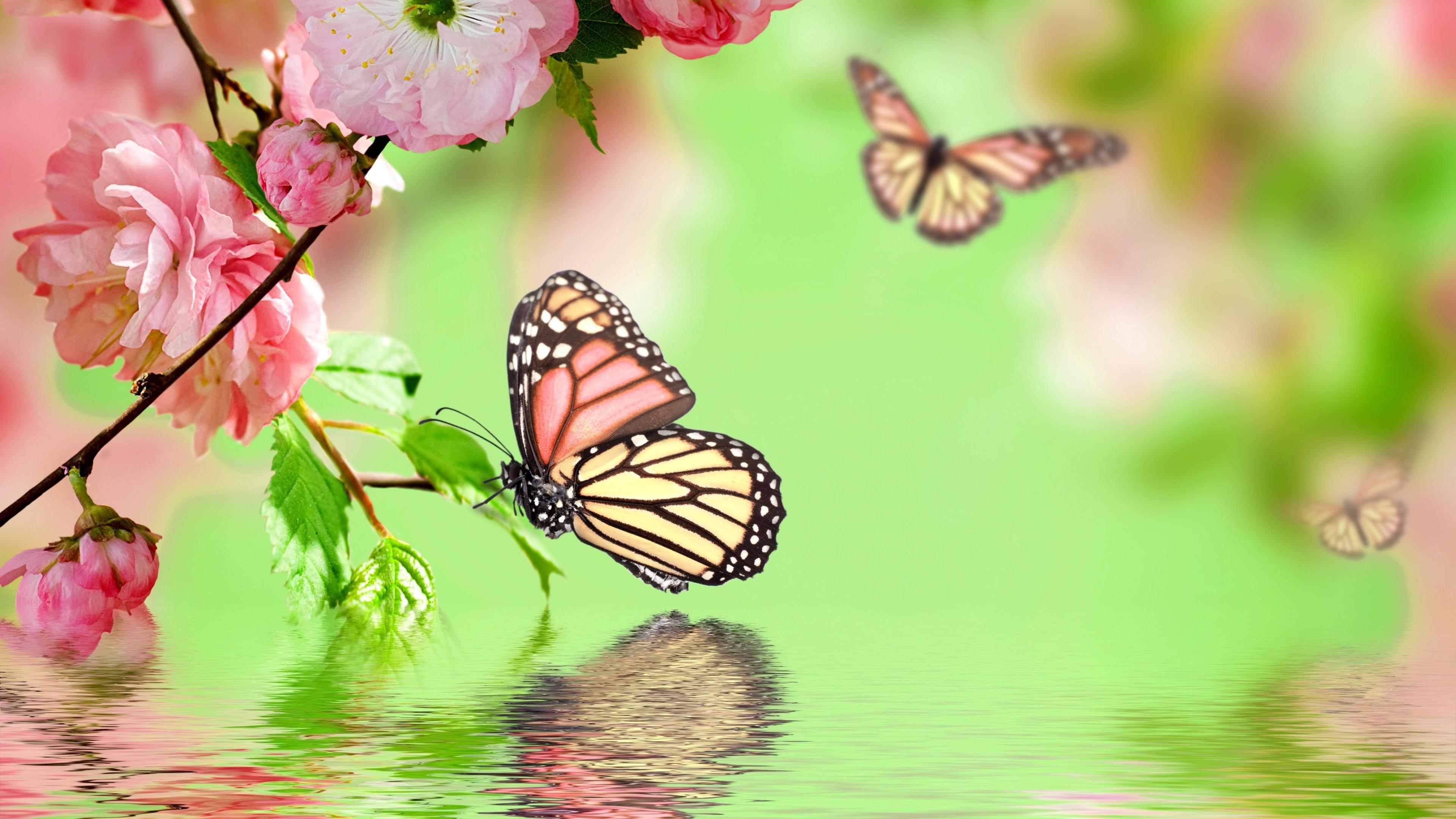 Hình nền vườn bướm 3840x2160 hình nền bướm HD - A