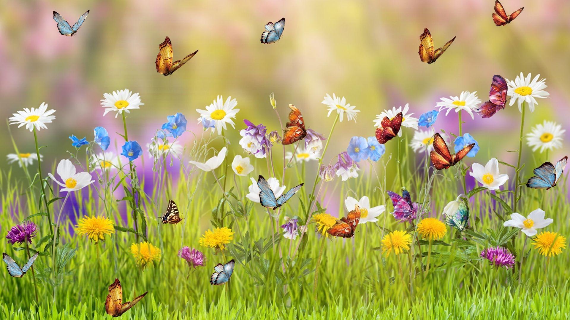 Butterfly Garden Wallpapers  Top Free Butterfly Garden Backgrounds  