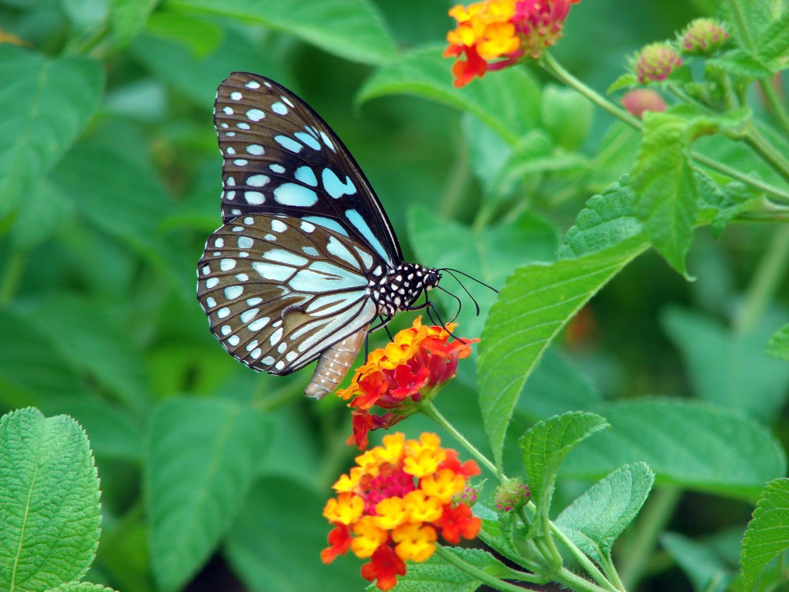 Butterfly Garden Wallpapers - Top Free Butterfly Garden Backgrounds