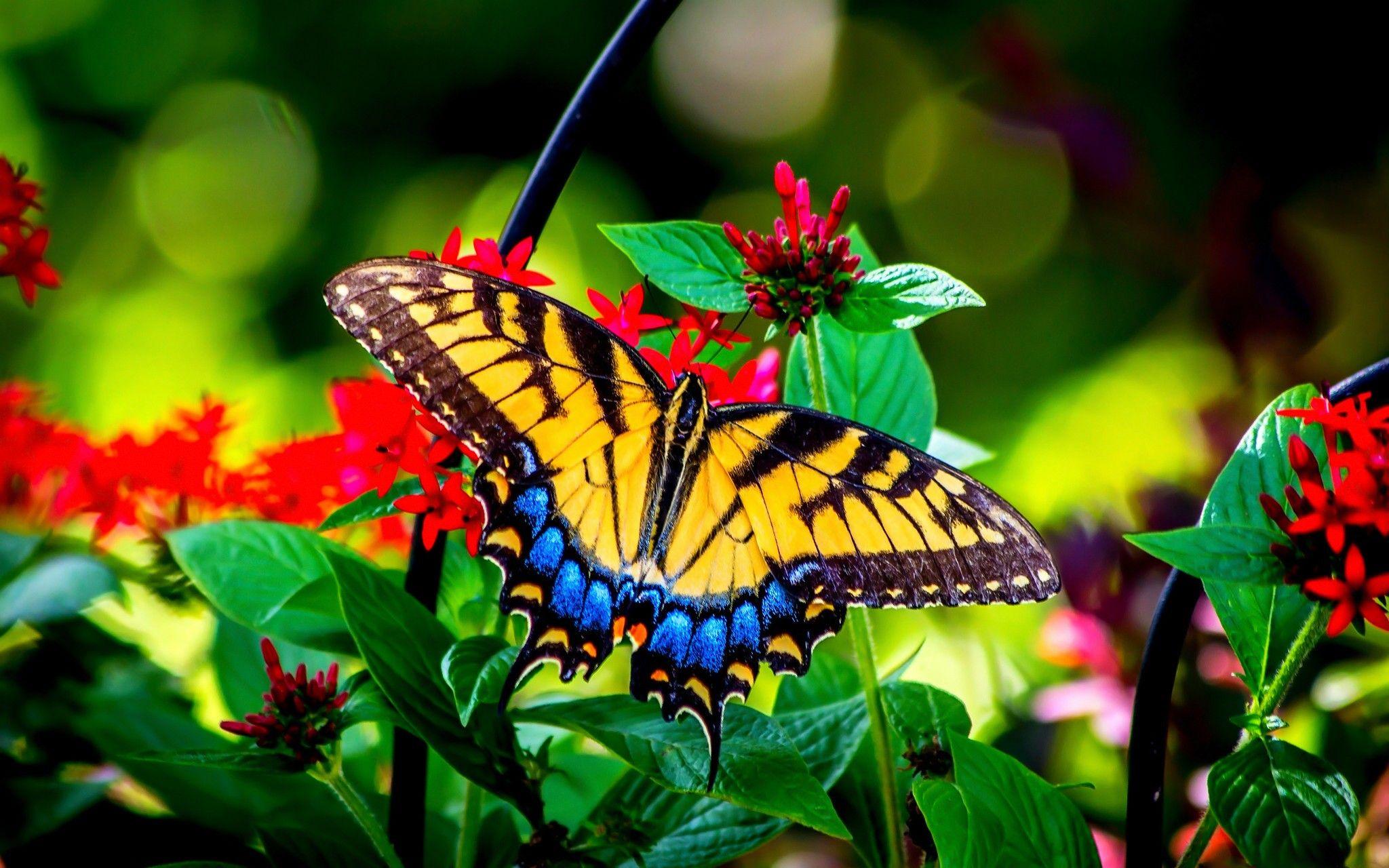 Butterfly Garden Wallpapers - Top Free Butterfly Garden Backgrounds