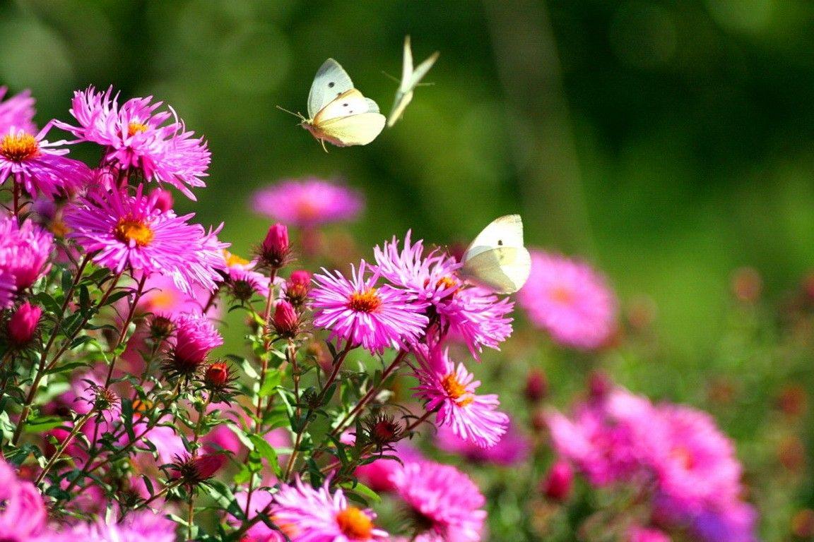 Butterfly Garden Wallpapers - Top Free Butterfly Garden Backgrounds