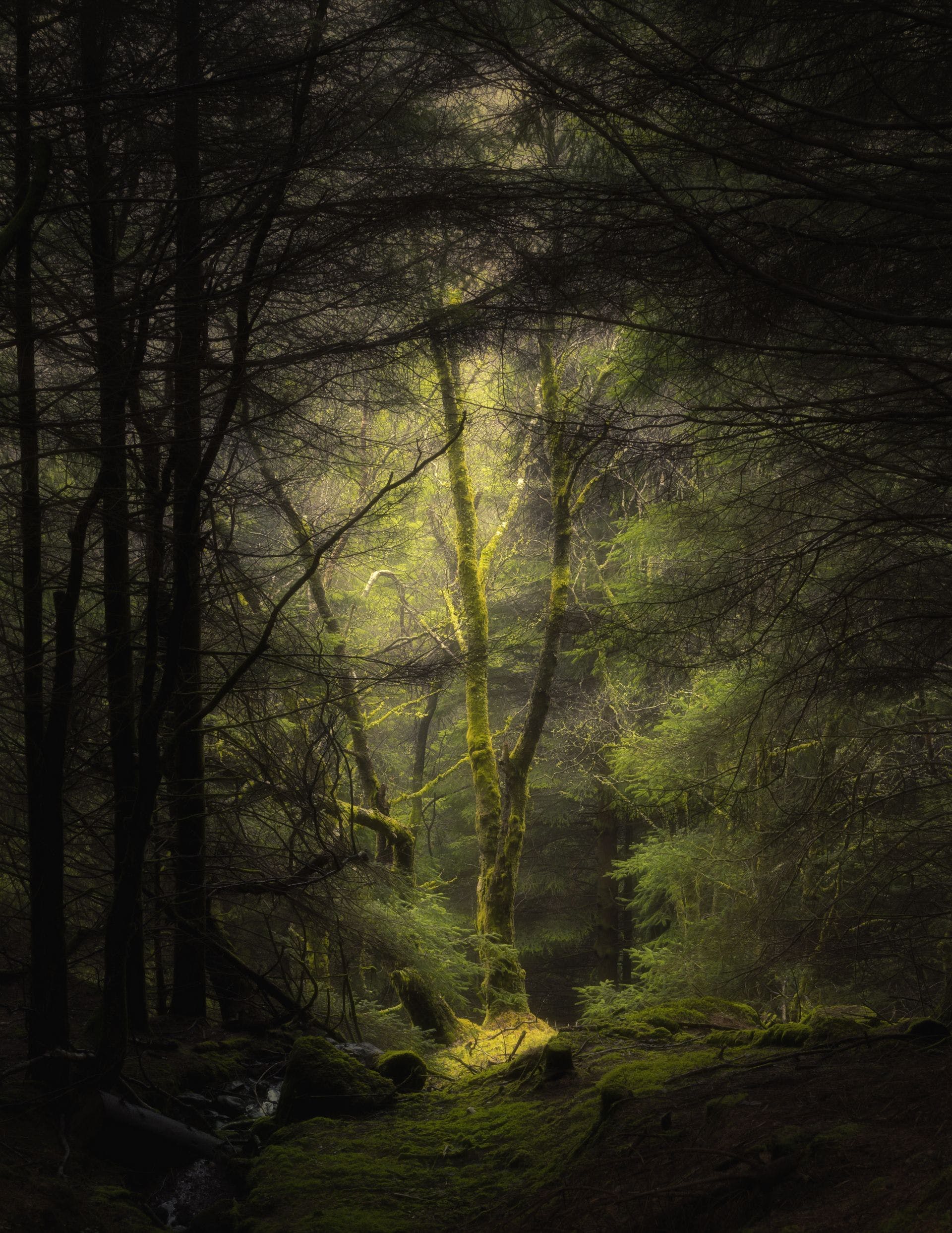Hình nền 1920x2485 HD Mystic Forest