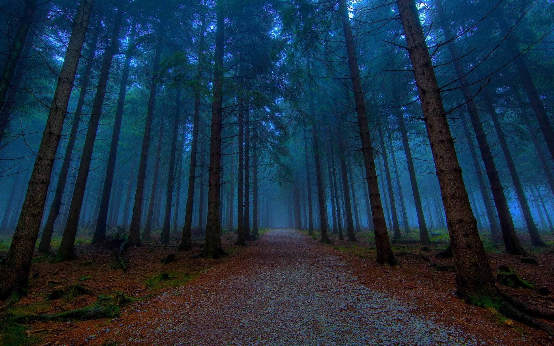 Hình nền máy tính HD 1920x1200 Mystical Forest Path: Màn hình rộng