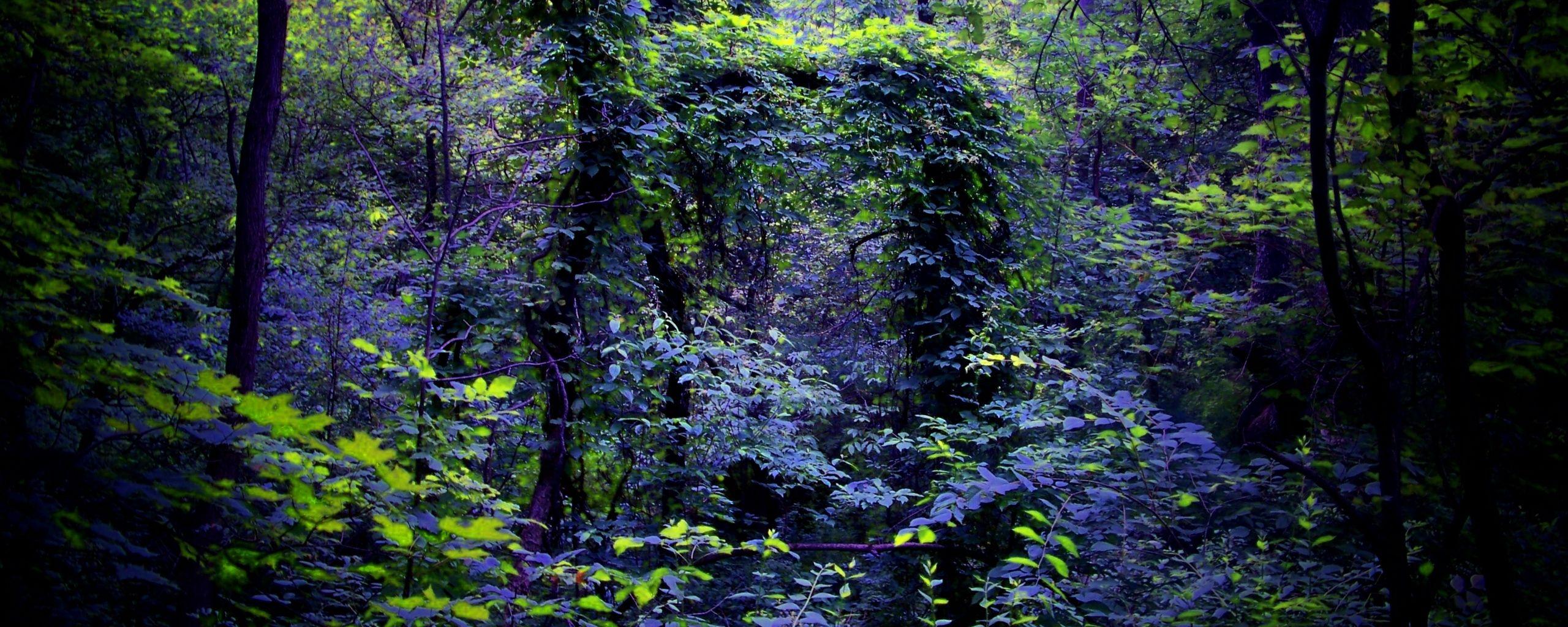 2560x1024 Download wallpaper 2560x1024 night, forest, nature ultrawide