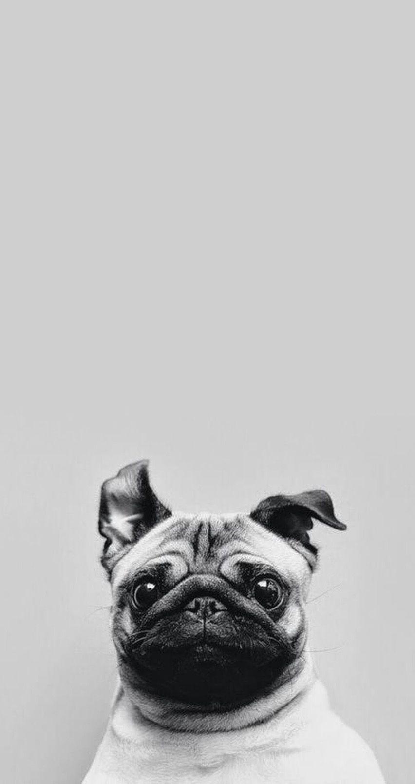 Pug Phone Wallpapers - Top Free Pug Phone Backgrounds - WallpaperAccess