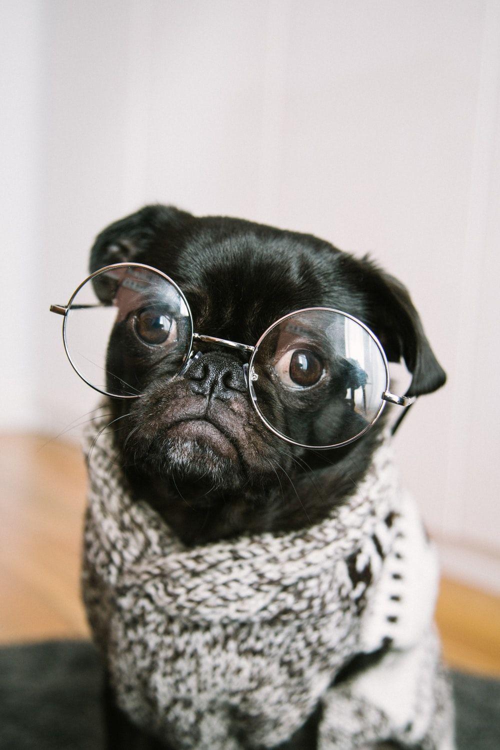 1000x1500 Pug Wallpaper: Free HD Download [HQ]