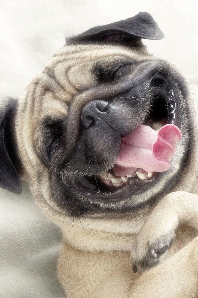800x1200 Download wallpaper 800x1200 pug, dog, face, happy