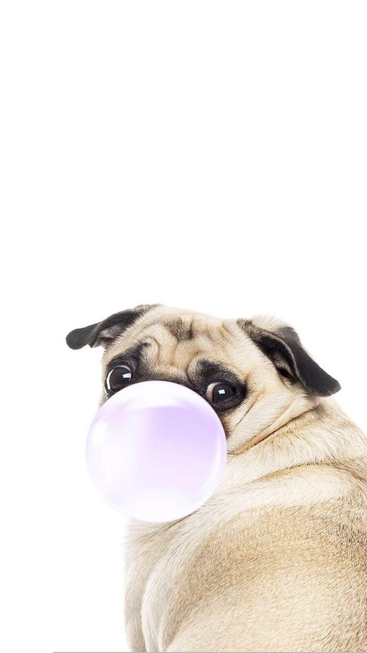 750x1334 iPhone and Android Wallpaper: Chewing Gum Pug Wallpaper