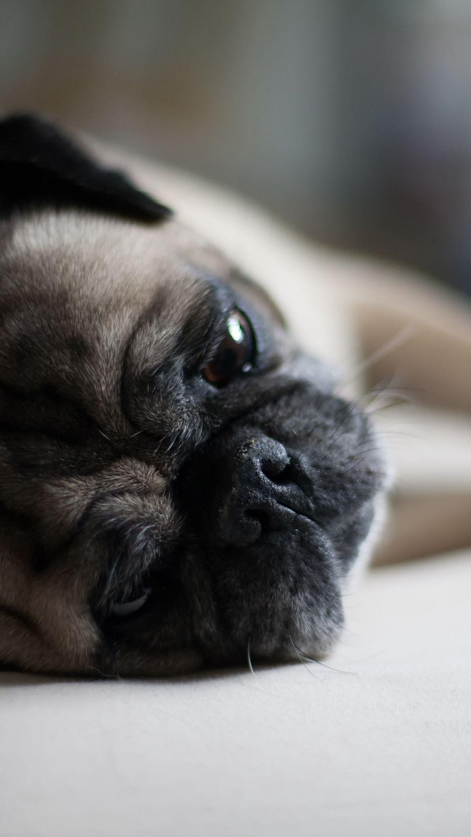 938x1668 Download wallpaper 938x1668 pug, dog, muzzle, lies iphone 8
