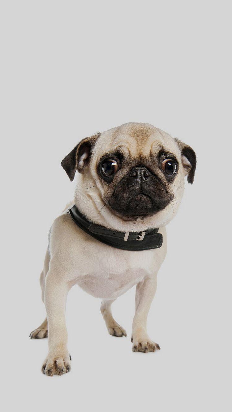 750x1334 Cute Pug Dog iPhone 6 Wallpaper HD