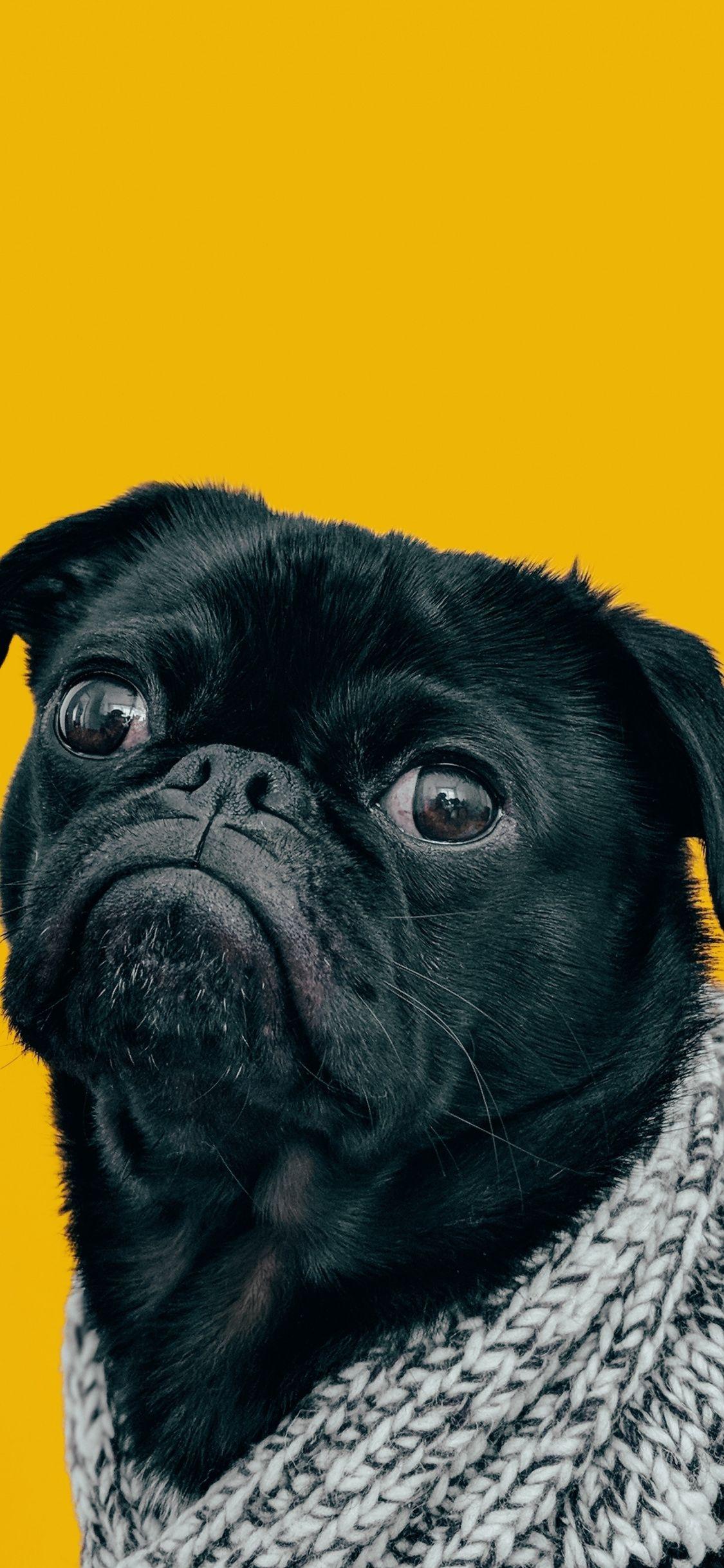 1125x2436 Download 1125x2436 wallpaper curious, pug, pet, iphone x