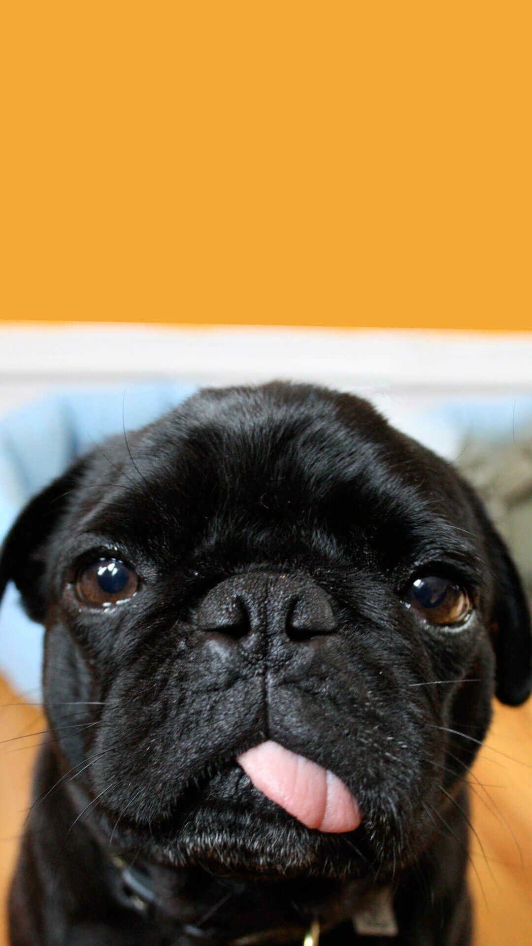 1080x1920 Funny Pug Picture Wallpaper
