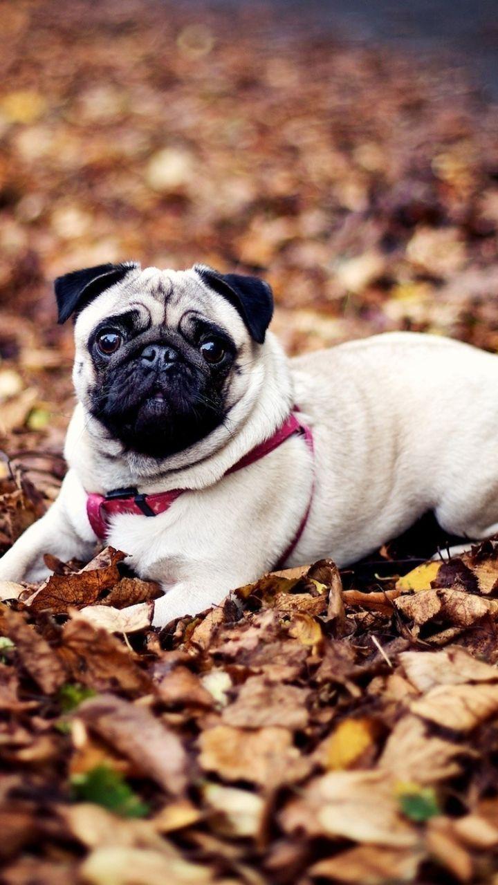 720x1280 Animal Pug (720x1280) Wallpaper
