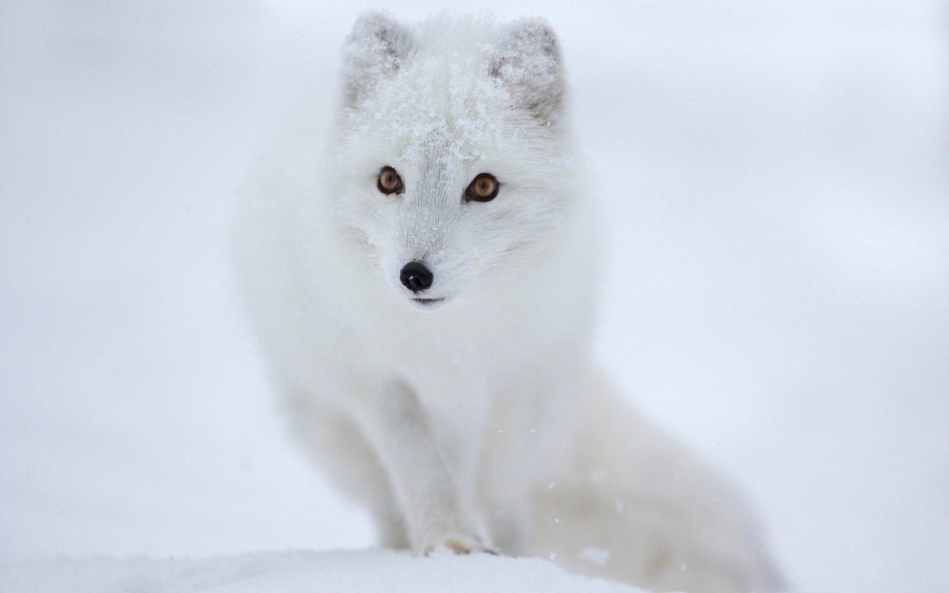 1920x1200 Arctic Fox Wallpaper
