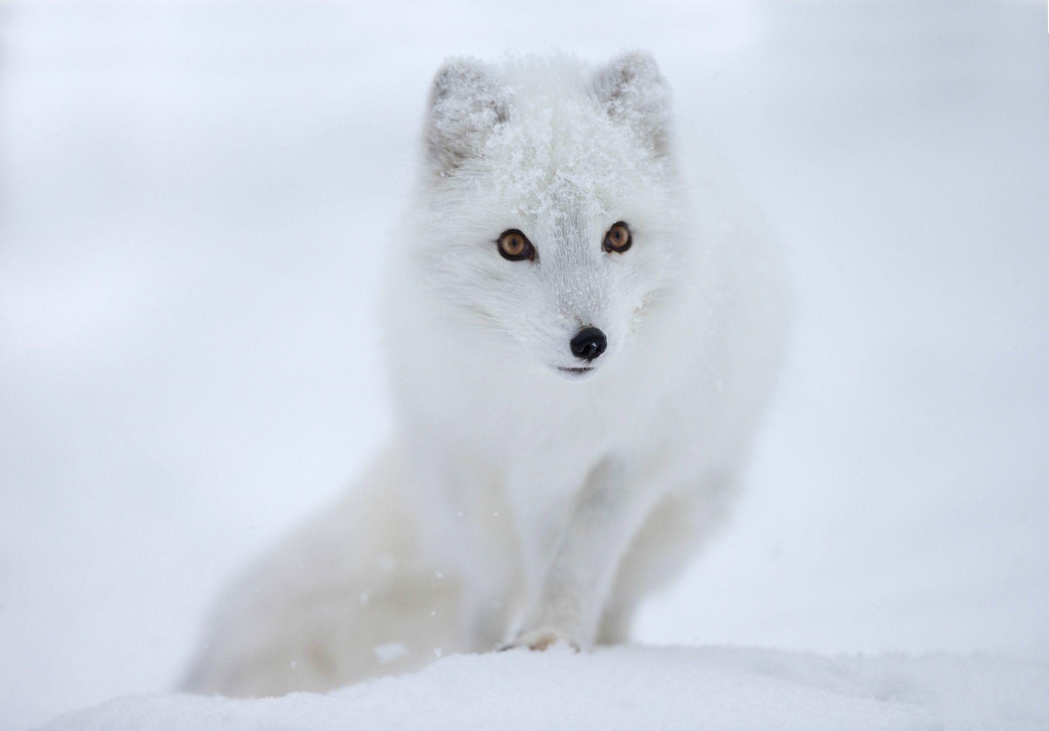 2048x1427 Arctic Fox Wallpaper