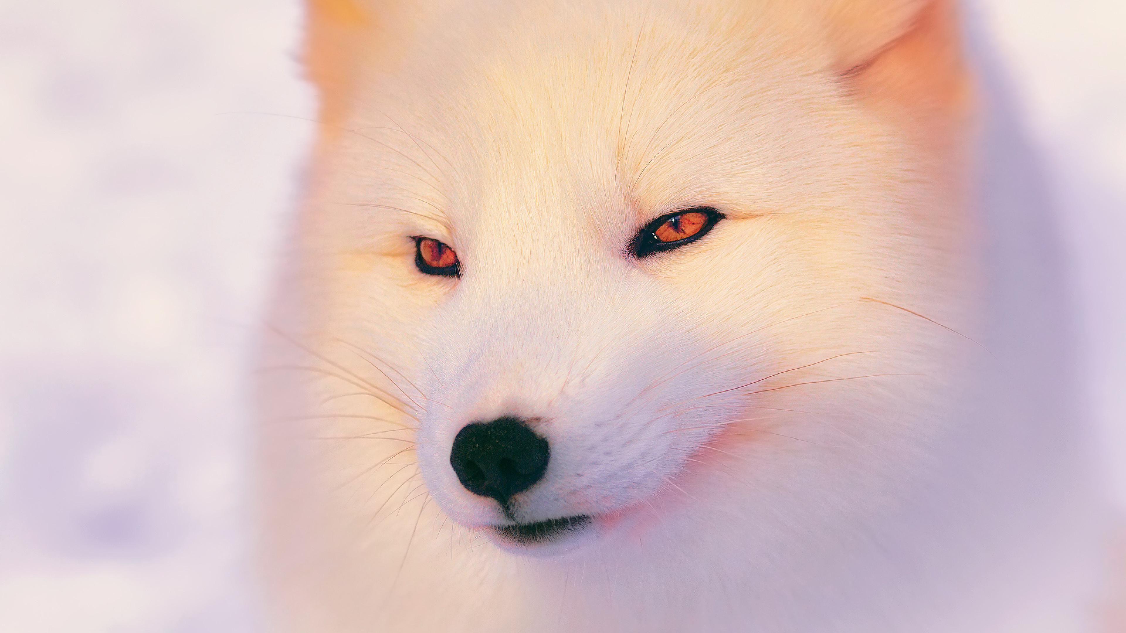 3840x2160 Snow Fox Wallpaper