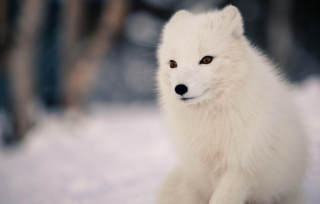 1332x850 Wallpaper winter, forest, animals, white, face, snow, nature, background, portrait, eyes, cute, Fox image for desktop, section животные