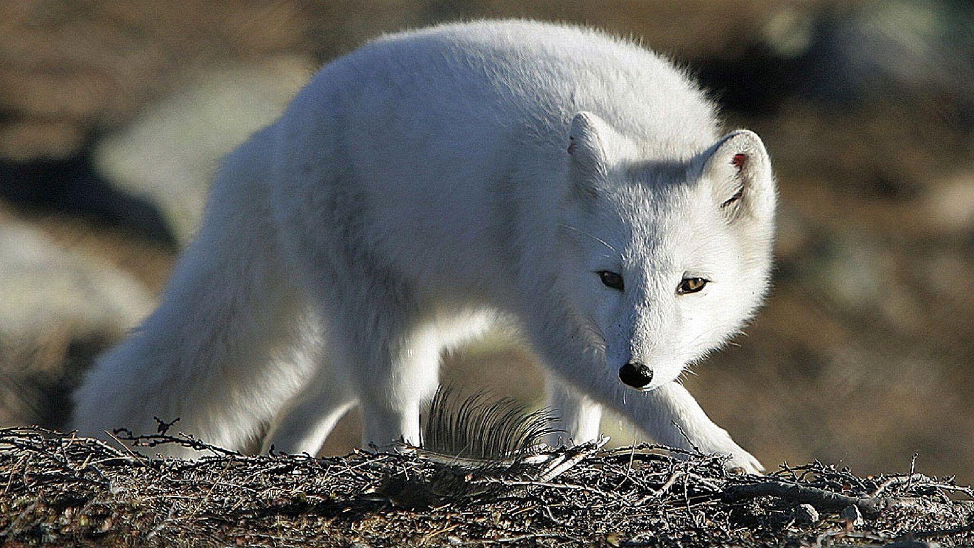1920x1080 Arctic Fox HD Wallpaper and Background Image