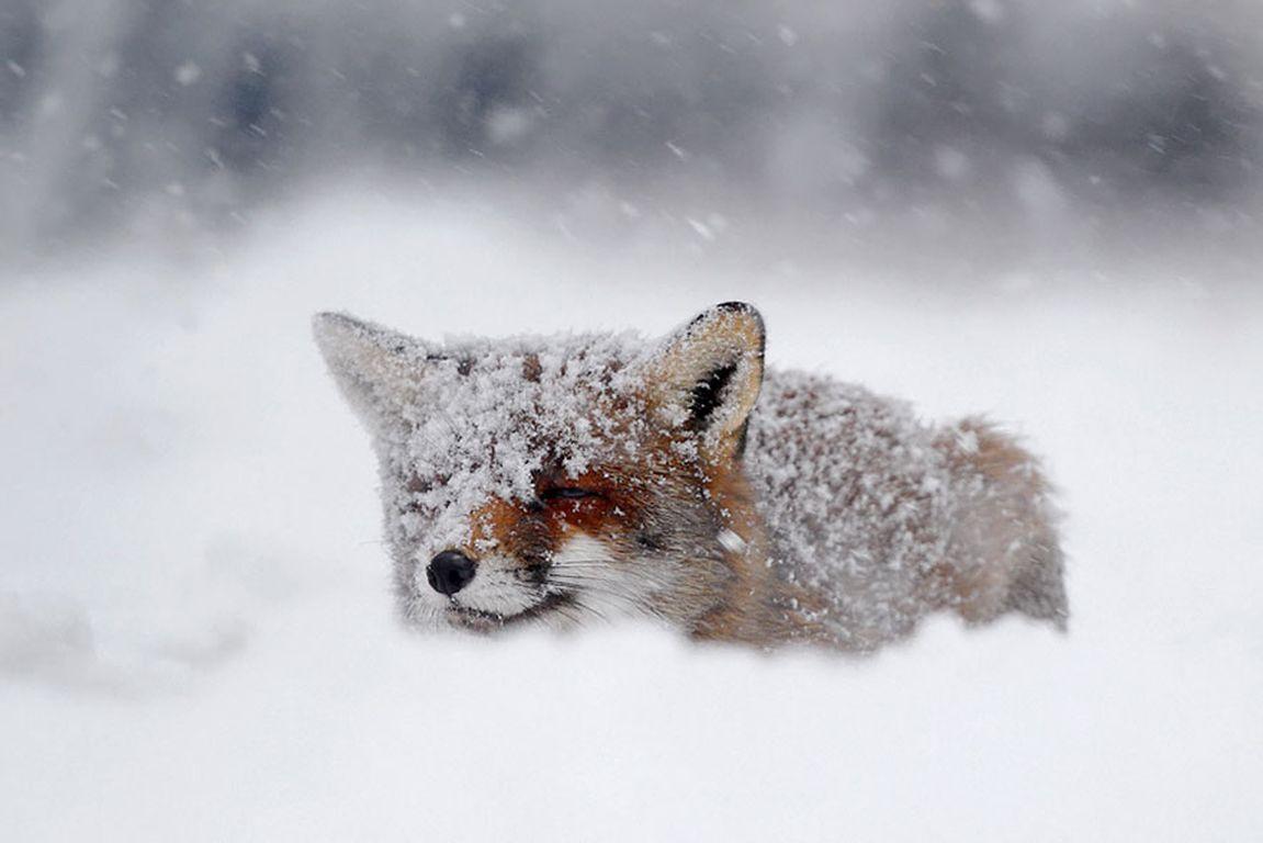 1151x768 Cute Foxes In The Snow, HD Wallpaper & background Download