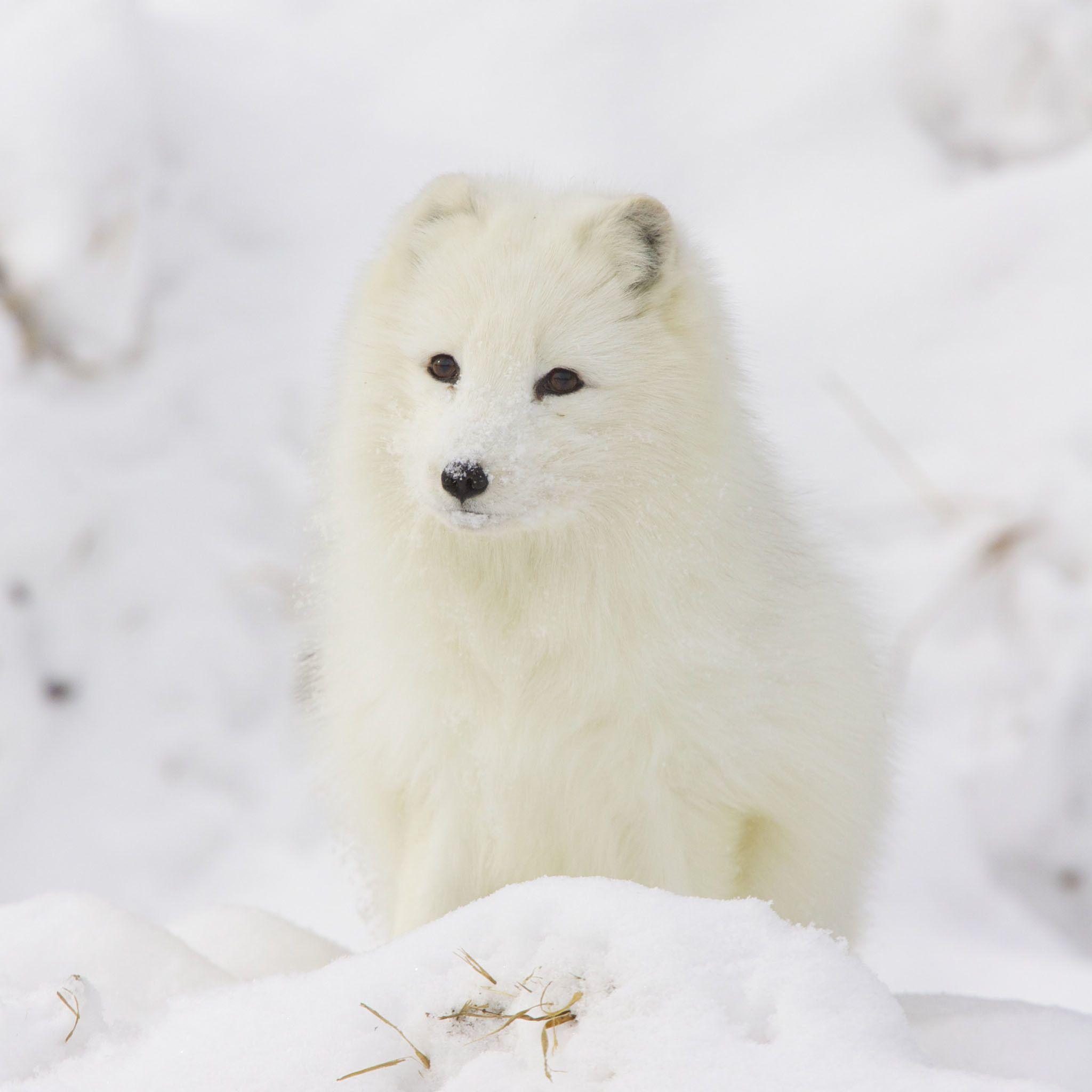 2048x2048 Cute Fox Wallpaper