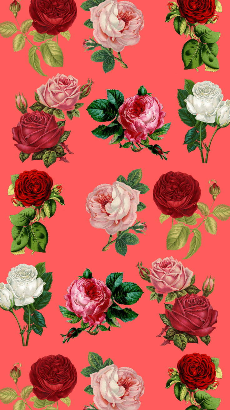 736x1308 Hình nền hoa văn - Hoa hồng, Hoa, Màu đỏ