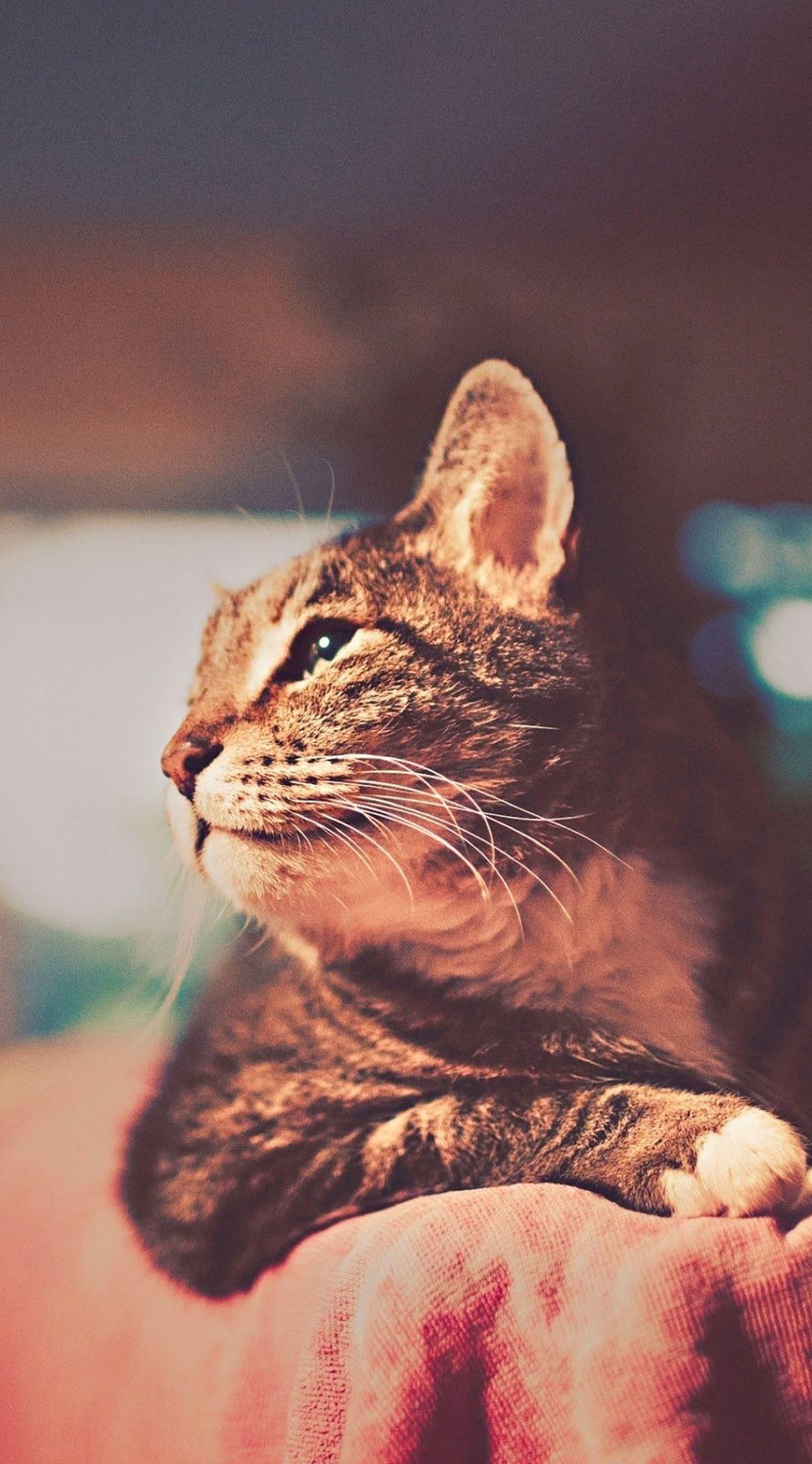 1438x2592 Cool cat. wallpaper.sc iPhone6sPlus