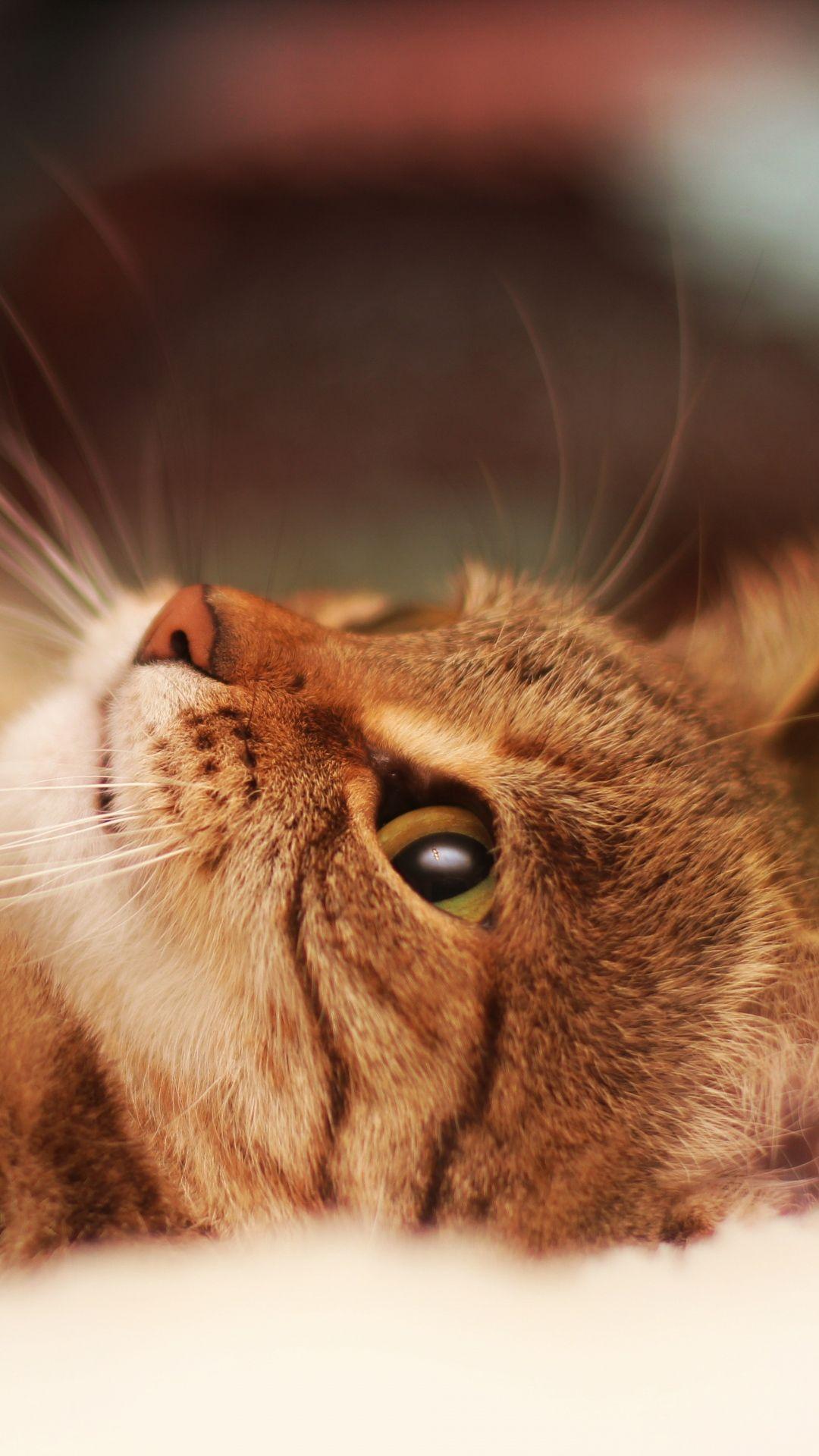 1080x1920 Lying Cool Cat Beautiful iPhone 8 Wallpaper Free Download