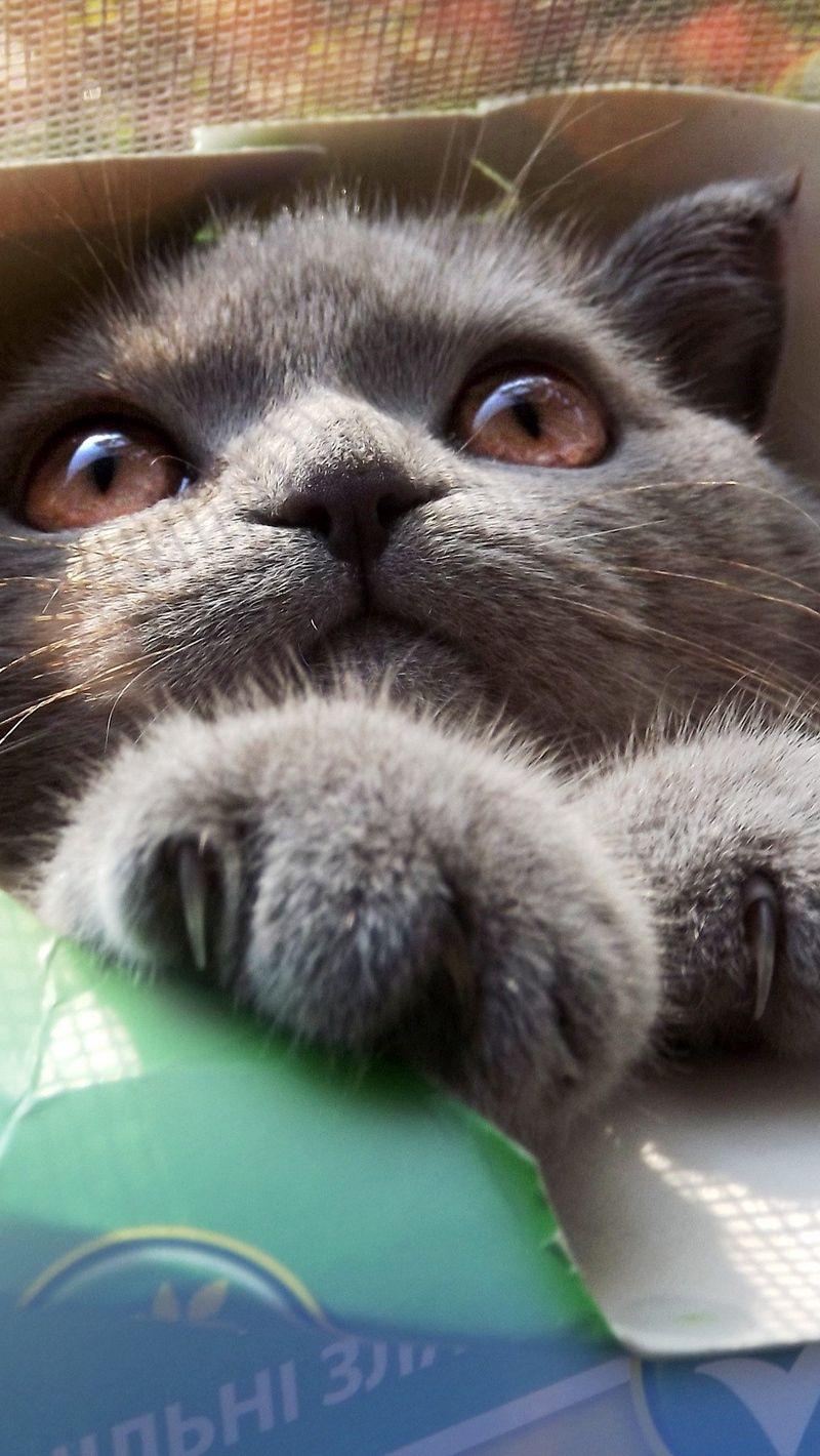 800x1420 Download wallpaper 800x1420 kitten, cat, box, cool cat